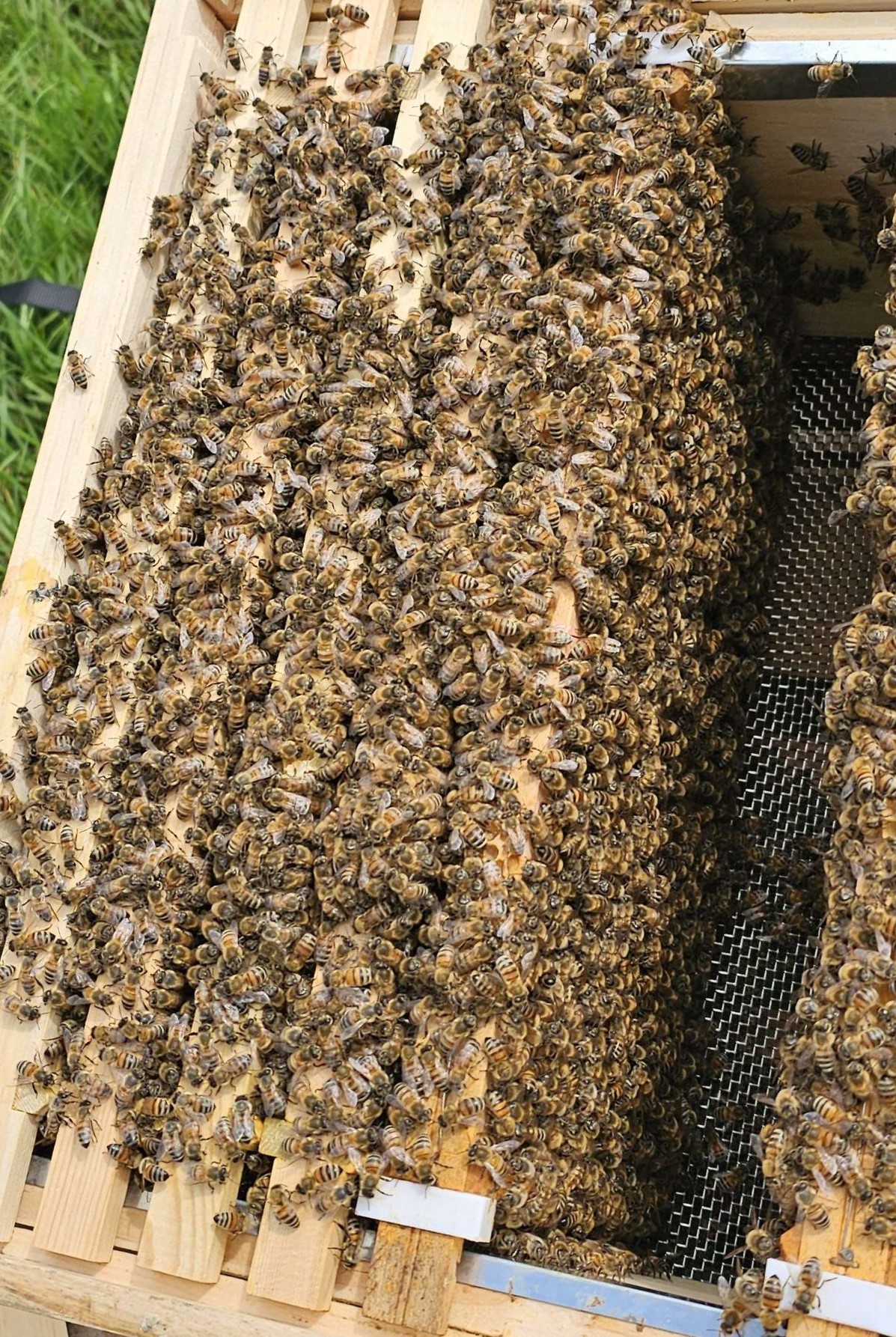 Bees on frame