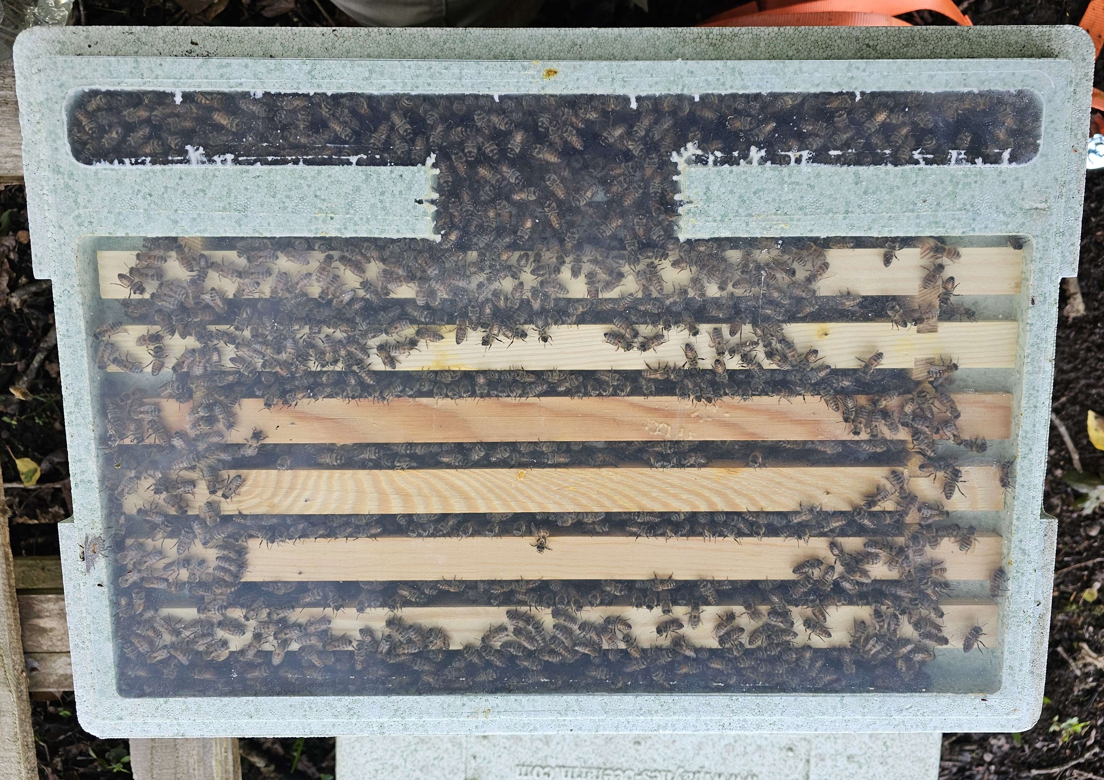 Hive setup near Paxton's Tower