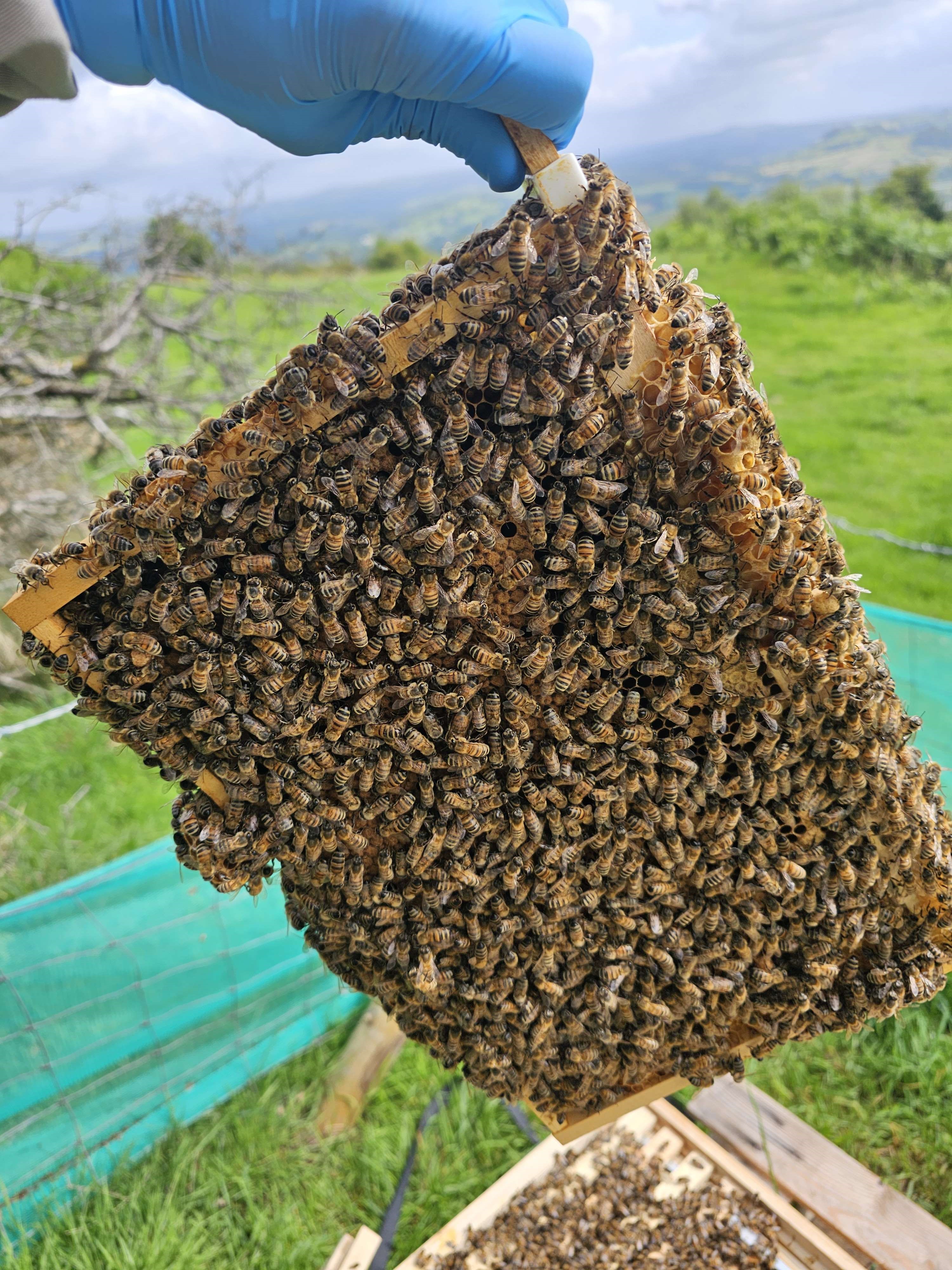 Close-up of capped brood